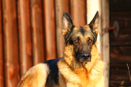 German german shepherd shepherd dog photo