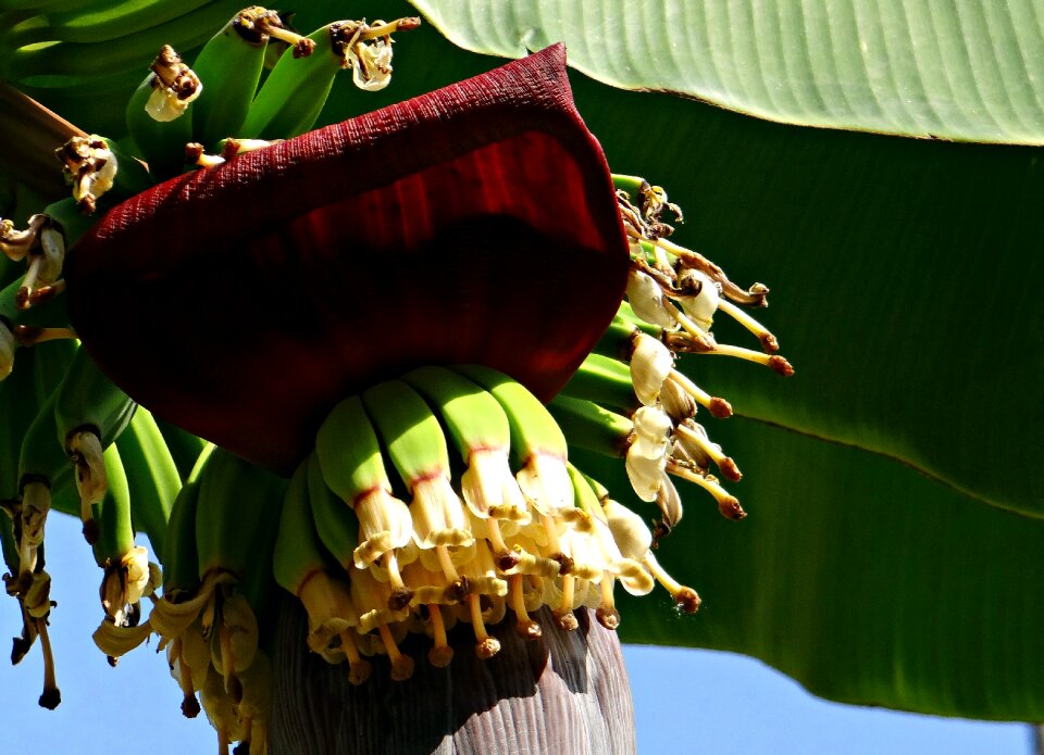 Blossoms baby banana plantain