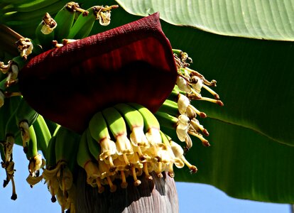 Blossoms baby banana plantain