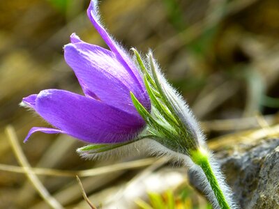 Flower purple blue