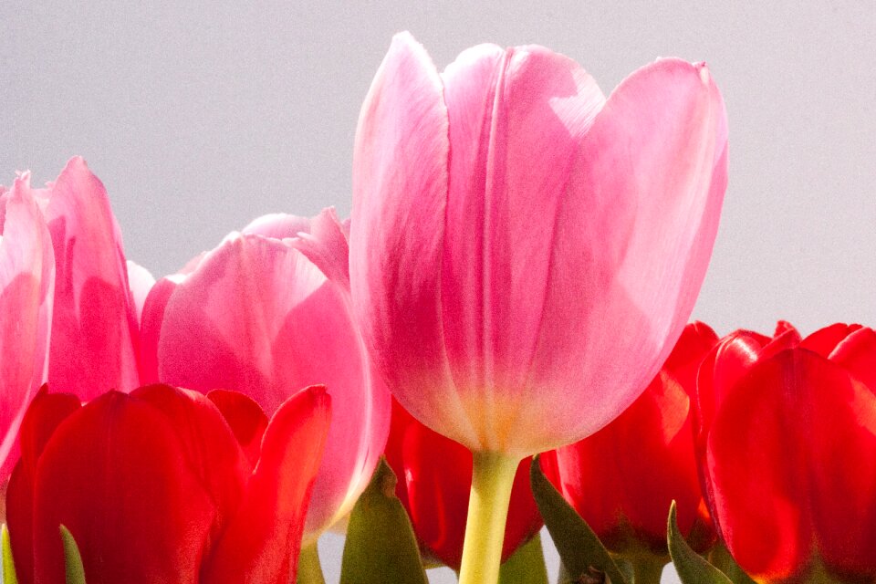 Nature flowers tulips