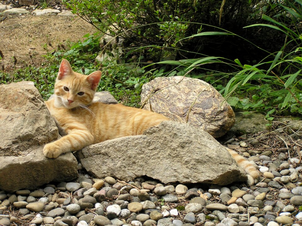 Animals nature mieze