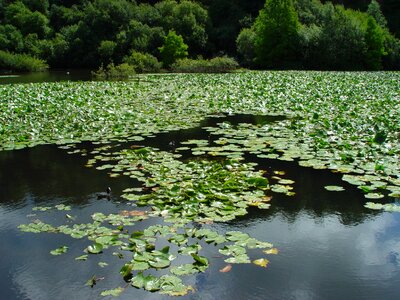 Aquatic plants brittany france