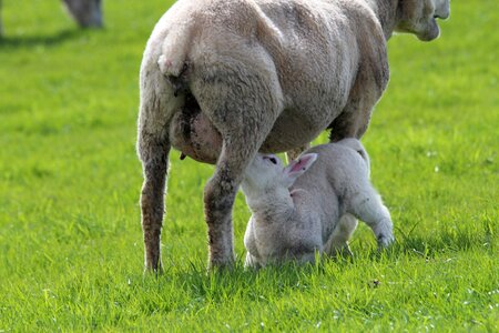 Breastfeeding animal deichschaf photo