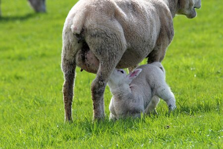 Breastfeeding animal deichschaf