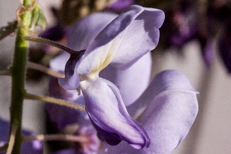Glycinen ticular flowers