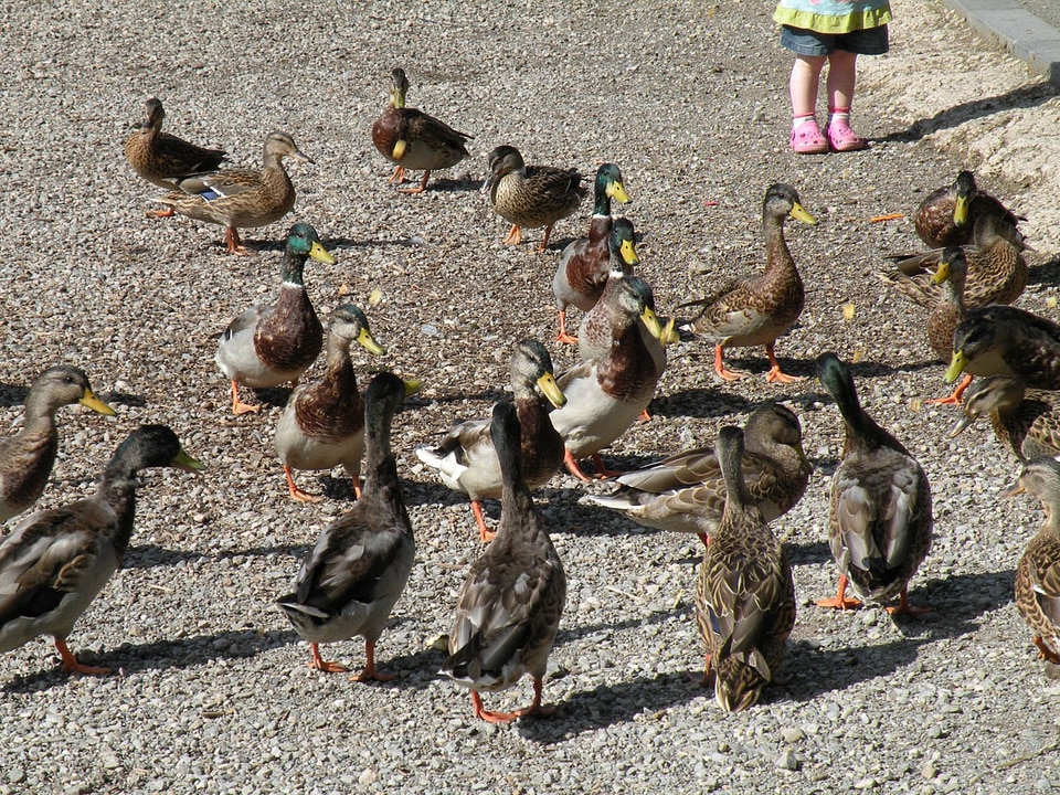 Fowl avian waterbird
