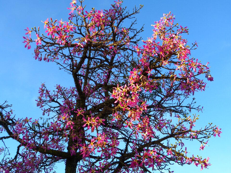 Blossom bloom pink