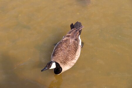 Water bird plumage bill