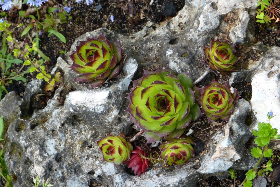 Stone spring flora