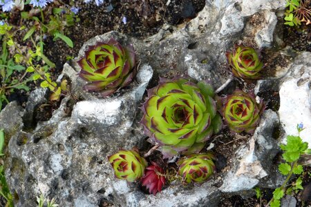 Stone spring flora