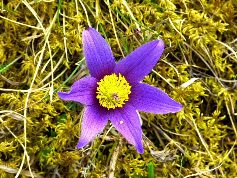 Flower purple blue