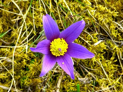 Flower purple blue