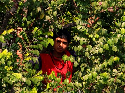 Starfruit climbing dharwad
