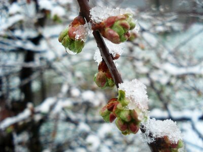 Snow cold spring tree photo
