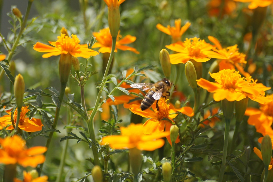 Bee animals nature