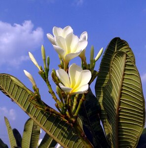 White blue sky india photo