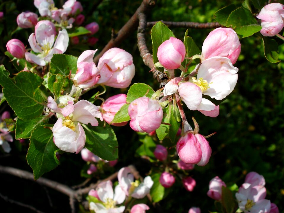 Branch spring nature