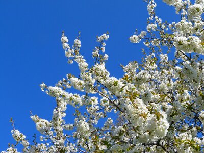 White spring garden