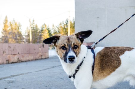 Nature city leash photo