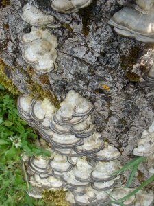 Polypore wood old photo