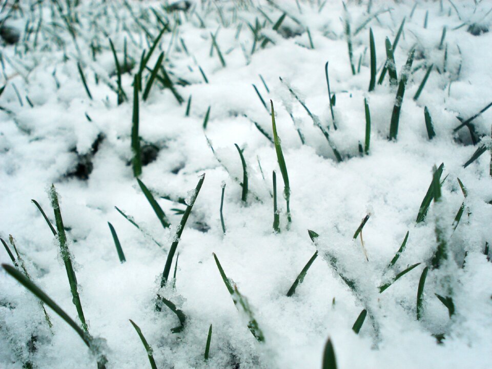 Frozen frost spring