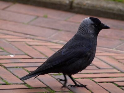 Bird black corvidae photo