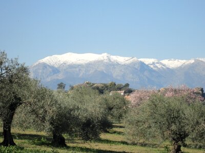 Spring olive trees sky