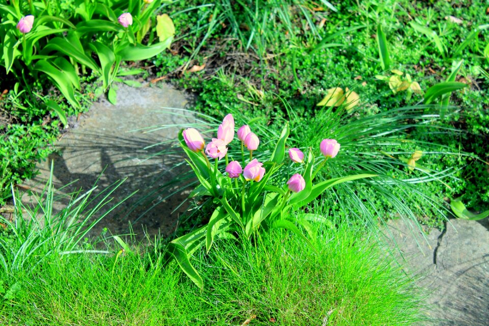 Garden spring plant