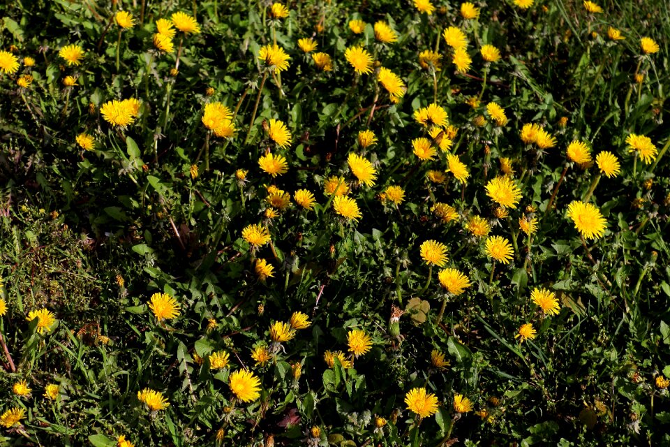 Plant petals yellow
