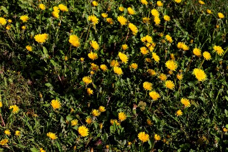 Plant petals yellow photo