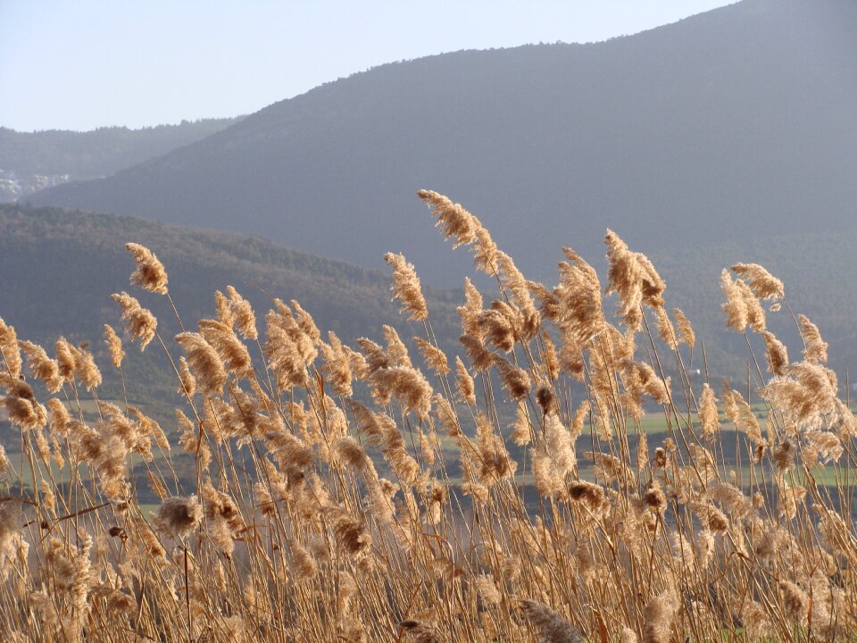 Nature breeze field