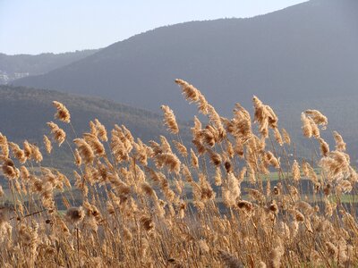 Nature breeze field