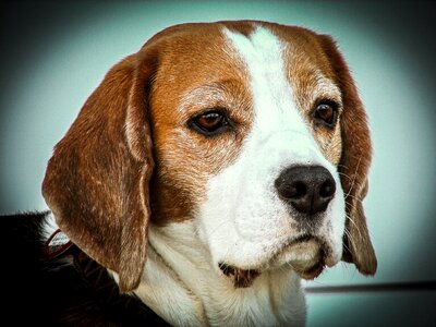 Portrait head pet