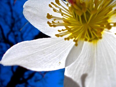 Easter flower white pistils photo