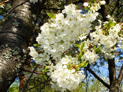 Tree cherry tree blooming