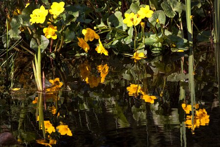 Ranunculaceae herbaceous plant yellow