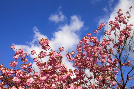 Spring cherry blossom cherry photo