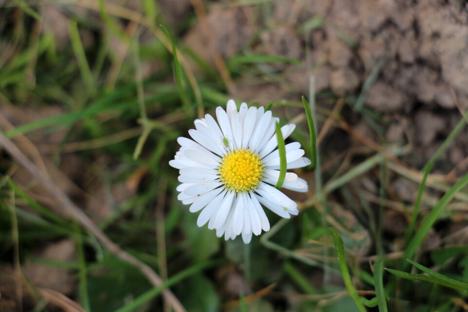 Insect close up meadow