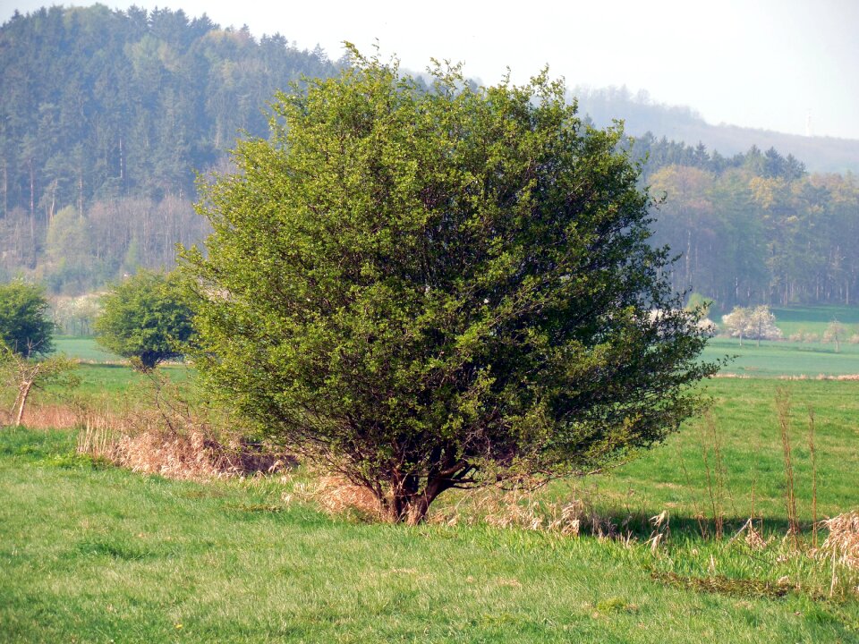 Meadow nature landscape