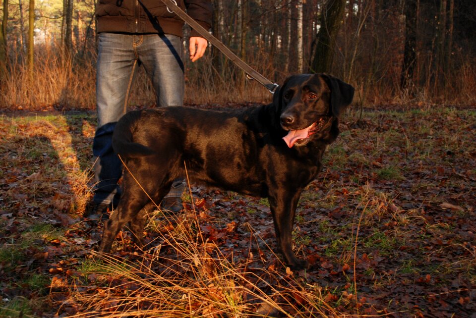Forest animal a yorkshire