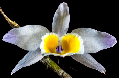 Bloom flower white purple yellow
