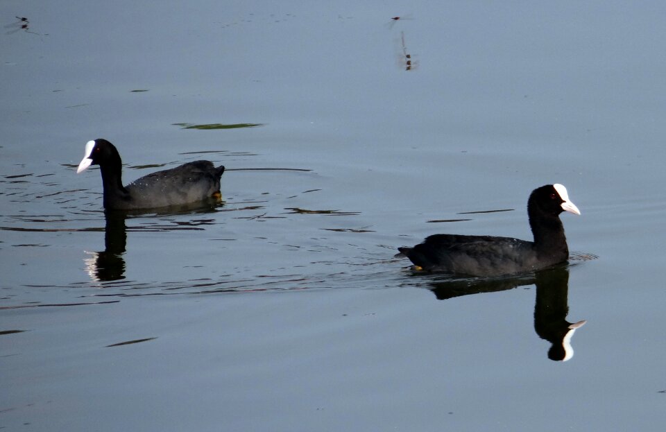 Bird rallidae water bird
