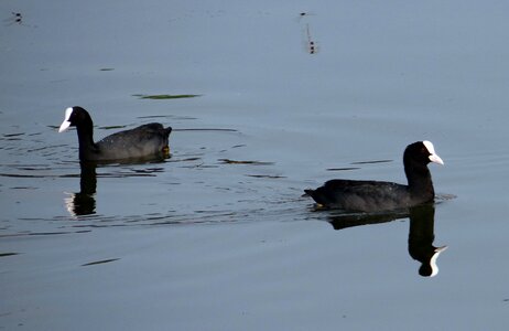 Bird rallidae water bird photo