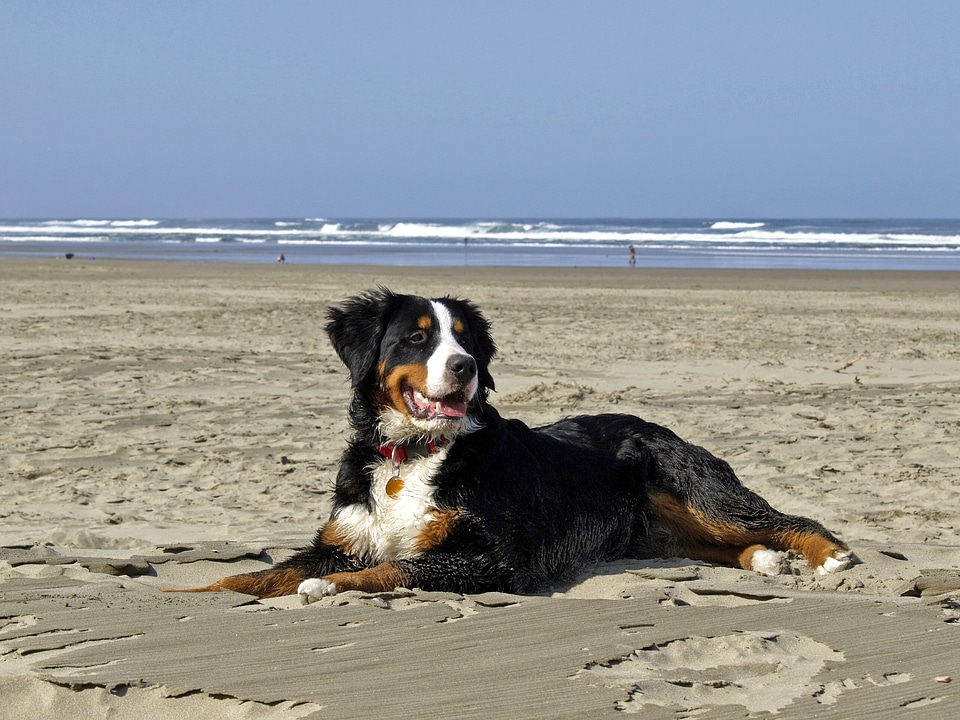 Beach ocean pacific