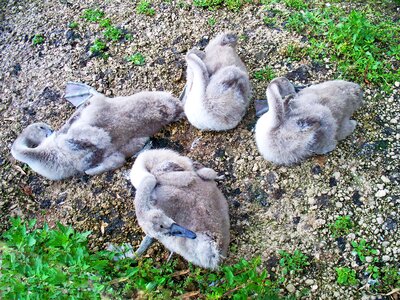 Swans waterfowl young photo