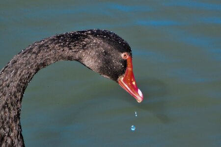 Fowl australia canberra