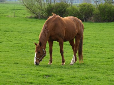 Meadow graze green