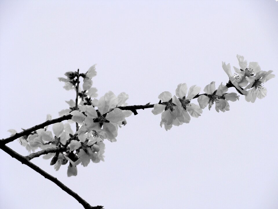 Almond flower nature spring