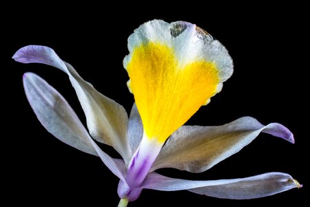 Bloom flower white purple yellow